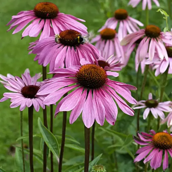 Natusat «Echinacea Kraut» 1 kg – Bild 2
