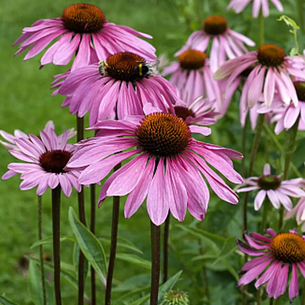 Natusat «Echinacea purpurea Presssaft» – Bild 3