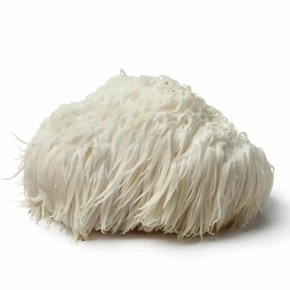 Natusat «Hericium Pulver» 100 g – Bild 2