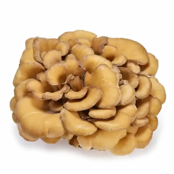 Natusat «Maitake Pulver» 100 g – Bild 2