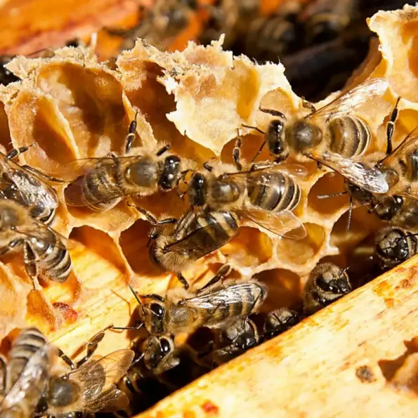 Natusat «Propolis» – Bild 4