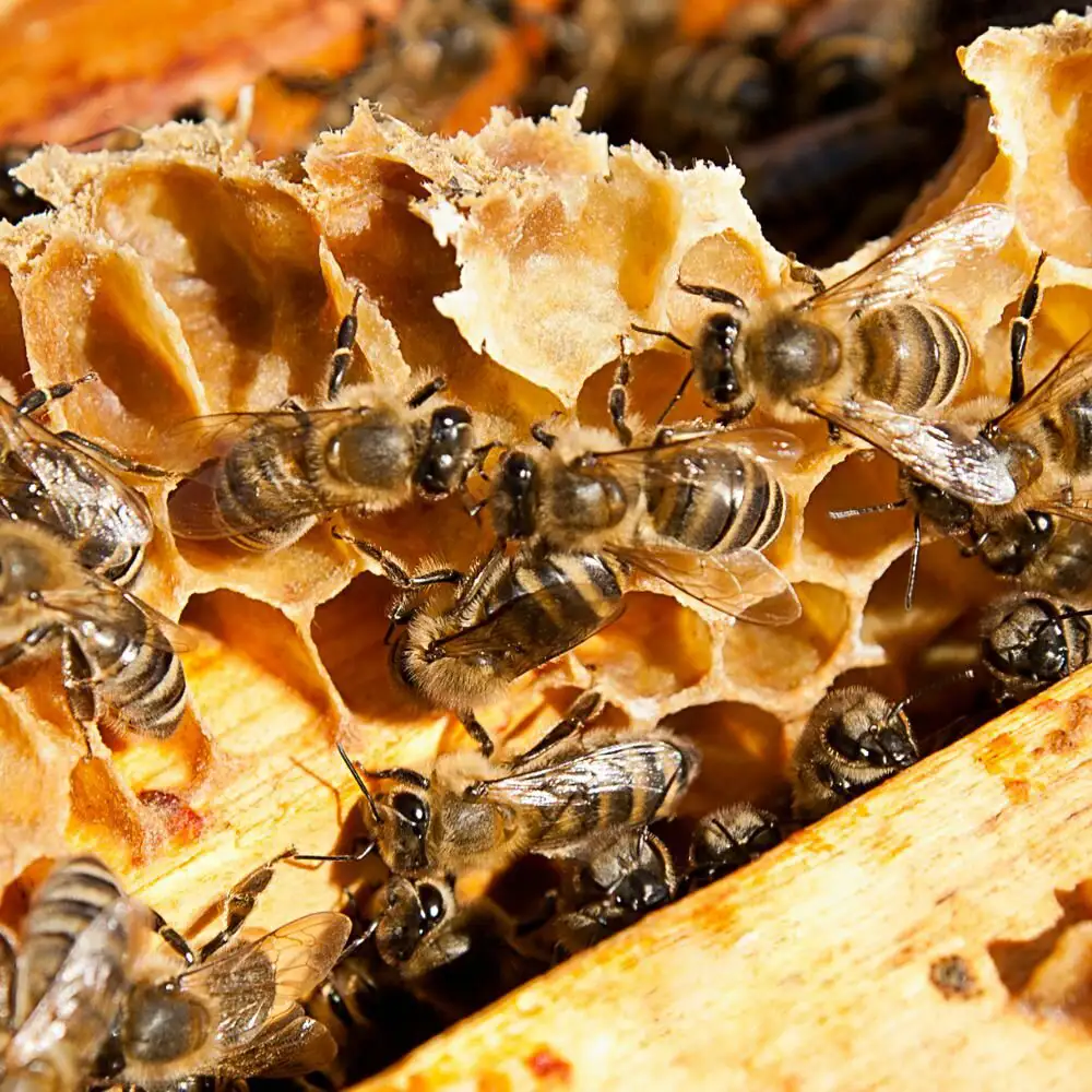 Natusat «Propolis» – Bild 4
