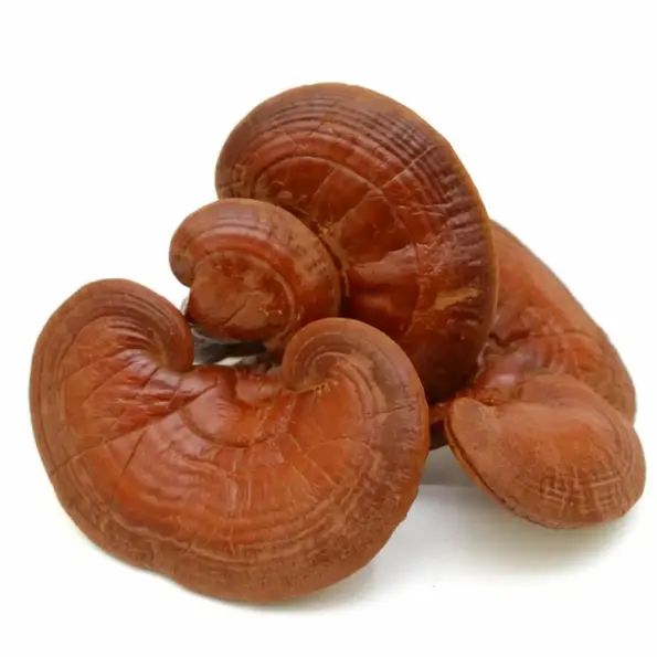 Natusat «Reishi Pulver» 100 g – Bild 2