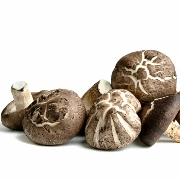 Natusat «Shiitake Pulver» 100 g – Bild 2
