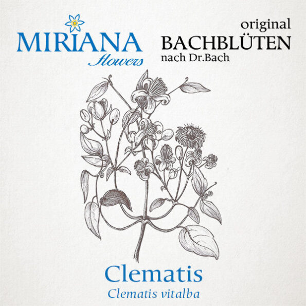 Miriana «Pet 09 Clematis» Globuli 10 g – Bild 4