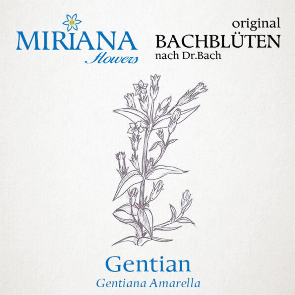 Miriana «Pet 12 Gentian» Globuli 10 g – Bild 4
