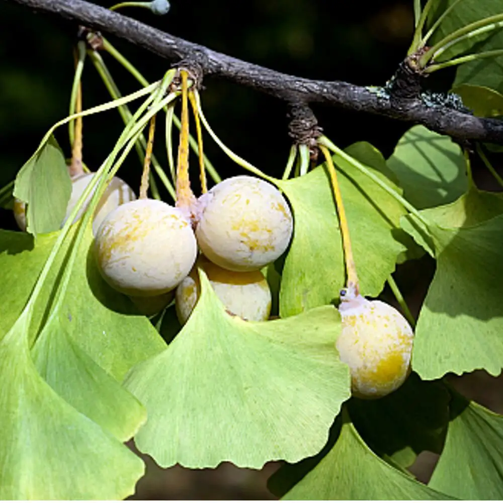 Natusat «Ginkgo geschnitten» 500 g – Bild 3