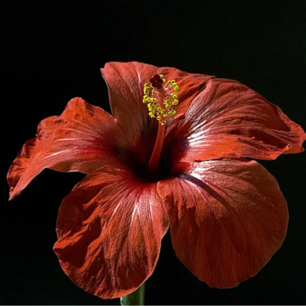 Natusat «Hibiskus geschnitten» 500 g – Bild 3