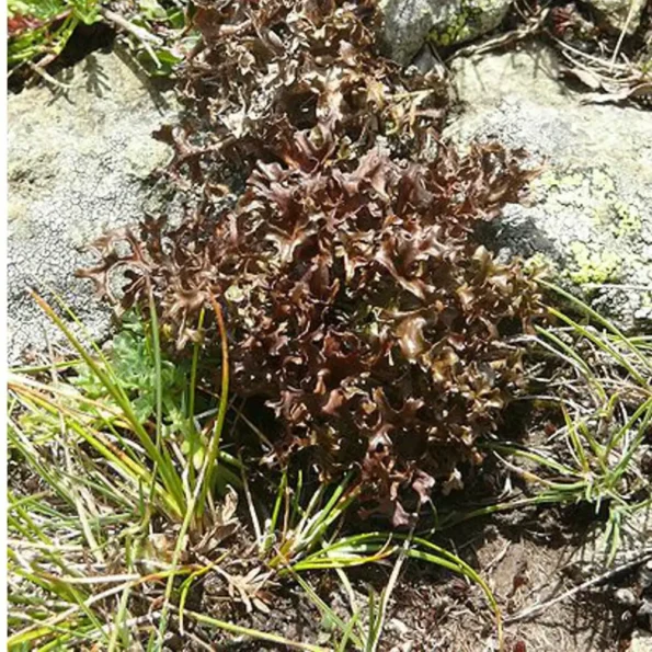 Natusat «Island Moos geschnitten» 500 g – Bild 3