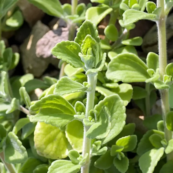Natusat «Oregano gerebelt» 500 g – Bild 3
