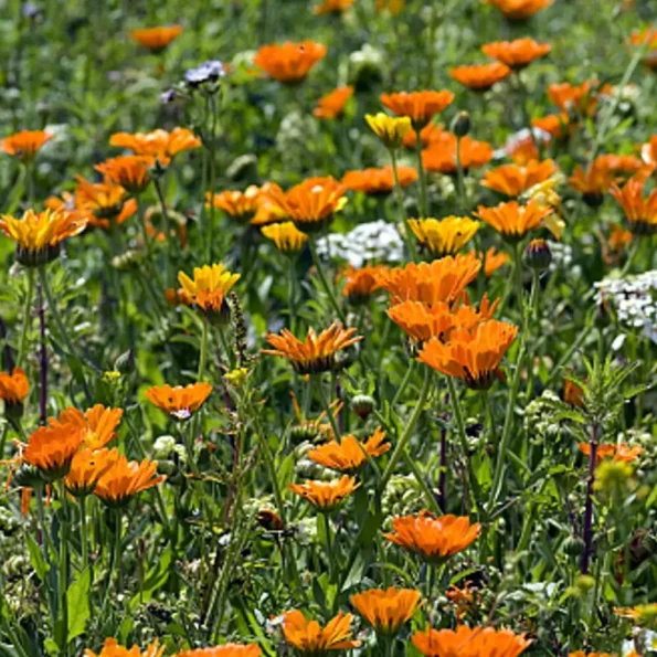 Natusat «Ringelblumenblüten mit Kelch geschnitten» 500 g – Bild 3